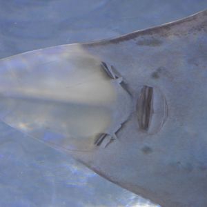 Rhinobatos productus