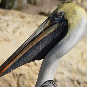 Pelecanus occidentalis carolinensis