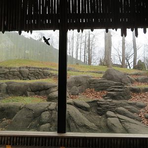 Chimpanzee Viewing Window