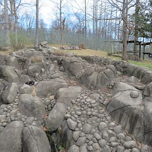 Chimpanzee Exhibit (Part)