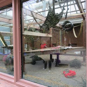 Chimpanzee Indoor Room