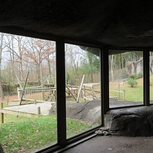 Gorilla Viewing Window