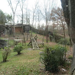 Gorilla Outdoor Exhibit