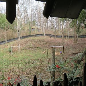 Yellow-backed Duiker Yard