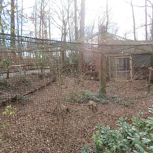 Red-tailed Hawk Exhibit