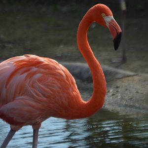 Phoenicopterus ruber