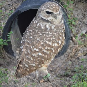 Athene cunicularia floridana