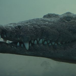 Crocodylus acutus