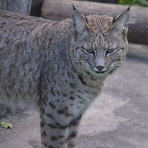 Lynx rufus rufus