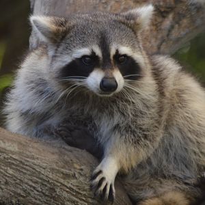 Procyon lotor elucus