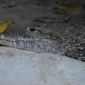 Crocodylus rhombifer
