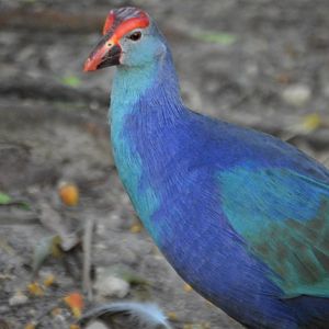 Porphyrio poliocephalus