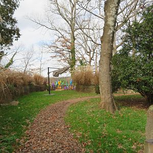 Old Aldabra Tortoise Yard