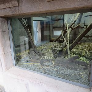 Juvenile Komodo Dragon Exhibit