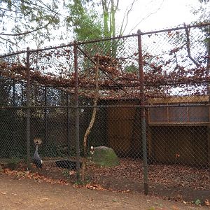 Gray Crowned Crane Exhibit