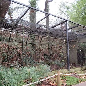 White-crested Laughingthrush Cage