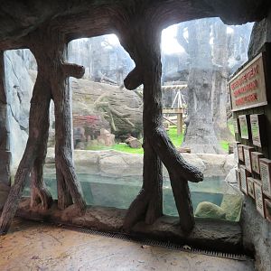 Black Bear Viewing Window