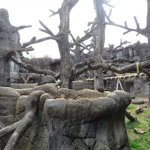 American Black Bear Exhibit