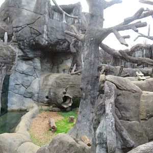 American Black Bear Exhibit