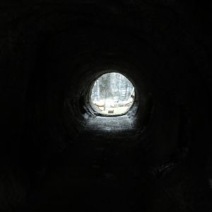 Black Bear Viewing Tunnel