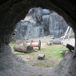 Black Bear Viewing Tunnel