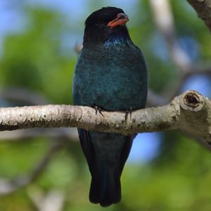 Eurystomus orientalis