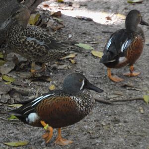 Spatula rhynchotis rhynchotis