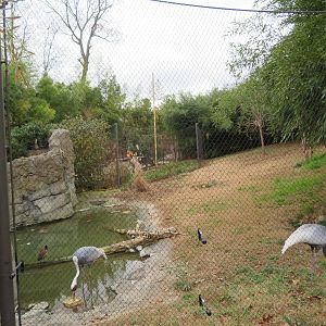 White-naped Crane/Waterfowl Yard