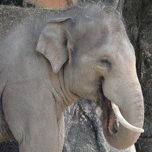 Elephas maximus