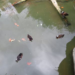 Baer's Pochard and White-faced Whistling Duck