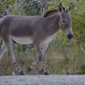 Equus africanus somalicus