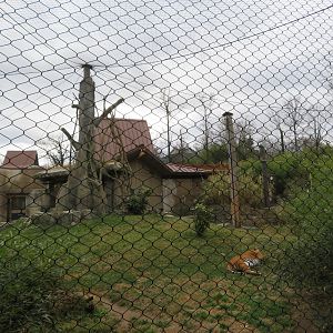 Malayan Tiger Exhibit (2 of 2)