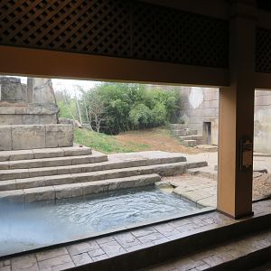 Malayan Tiger Viewing Window