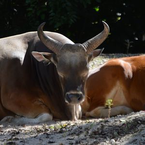 Bos javanicus javanicus