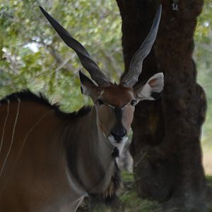 Taurotragus derbianus gigas