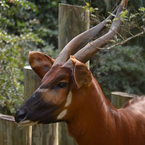 Tragelaphus eurycerus isaaci