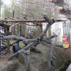 Red Panda Walk-in Exhibit