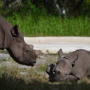 Diceros bicornis michaeli, mother and calf