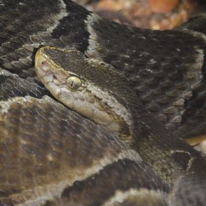 Bothrops moojeni