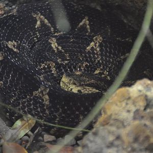 Metlapilcoatlus nummifer