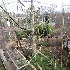 Lar Gibbon Exhibit