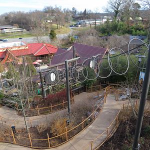 View Down to Silvery Langur