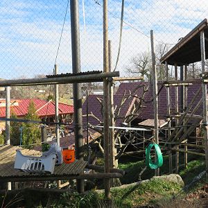 Silvery Langur Exhibit