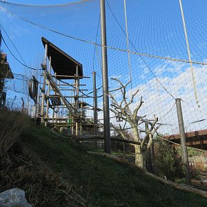 Silvery Langur Exhibit