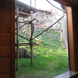 Silvery Langur Viewing Window