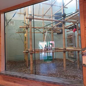 Silvery Langur Indoor Room