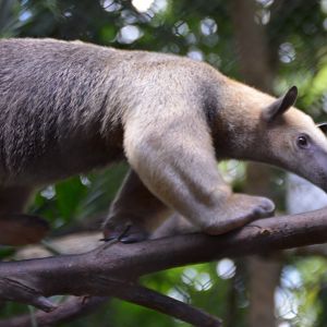 Tamandua tetradactyla nigra