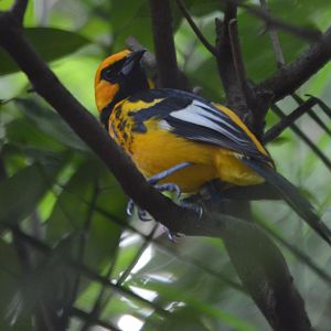 Icterus pectoralis