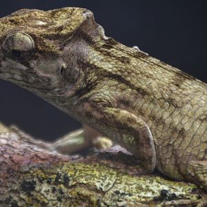 Anolis chamaeleonides