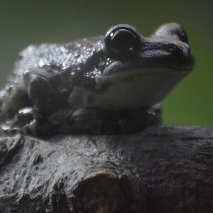 Trachycephalus resinifictrix